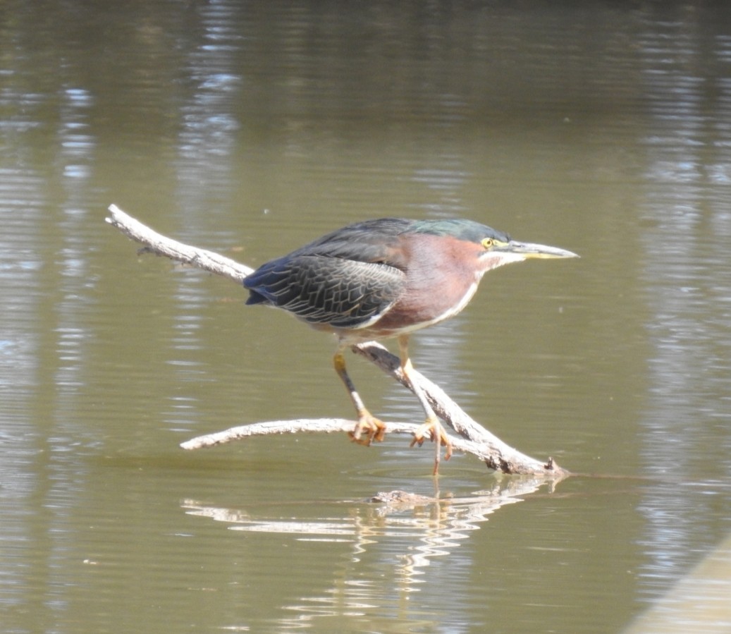 Green Heron - ML414981691