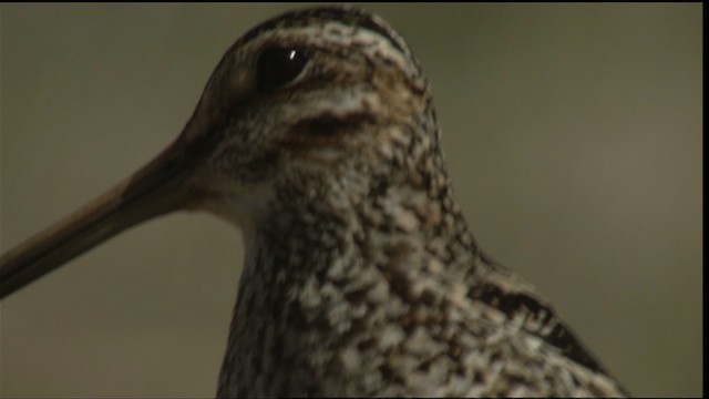 Wilson's Snipe - ML414983