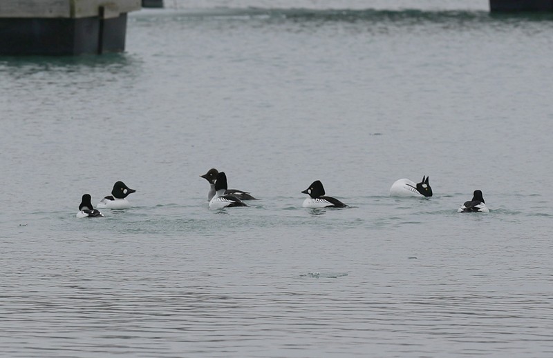 Common Goldeneye - Qiang Zeng