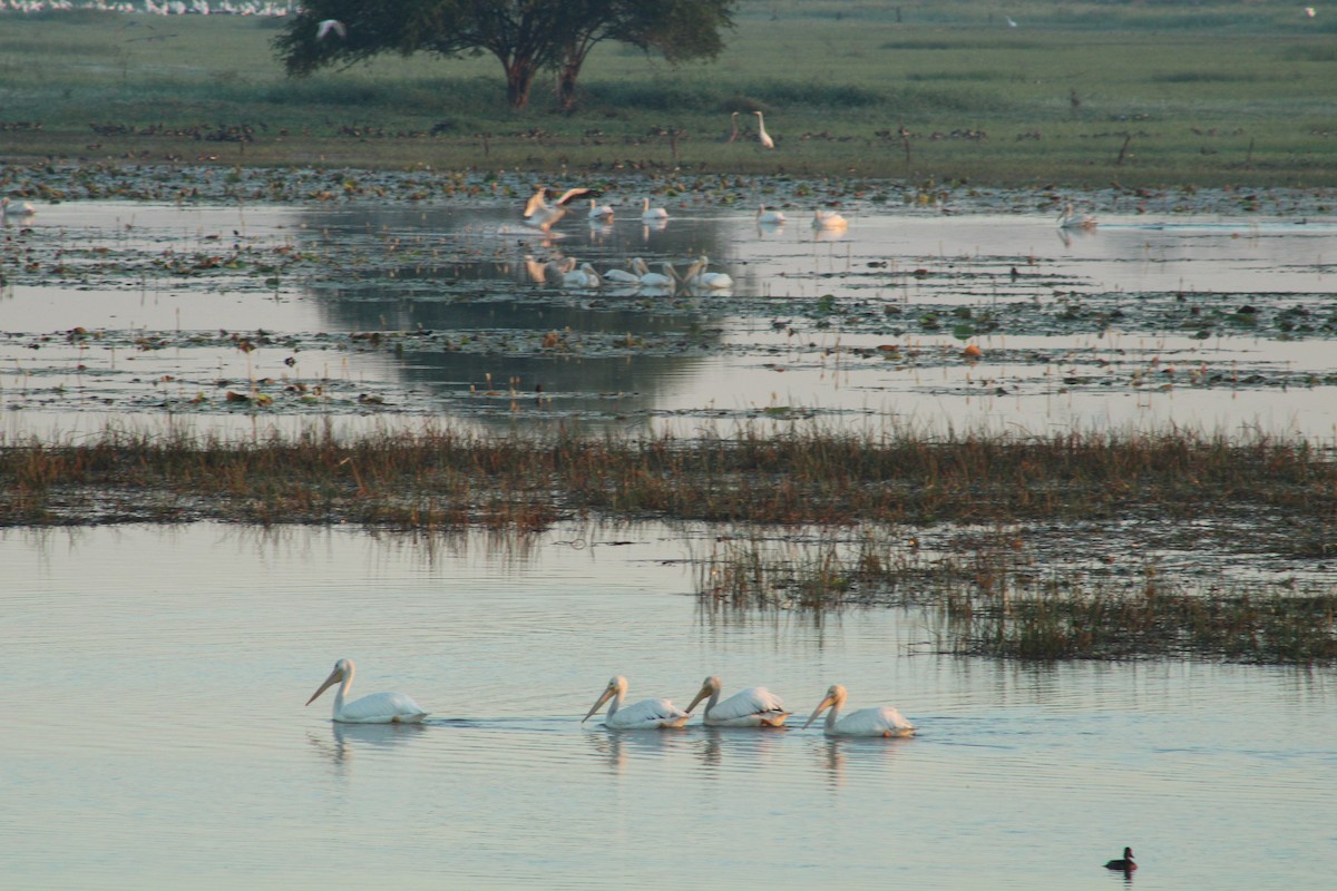 American White Pelican - ML414984861