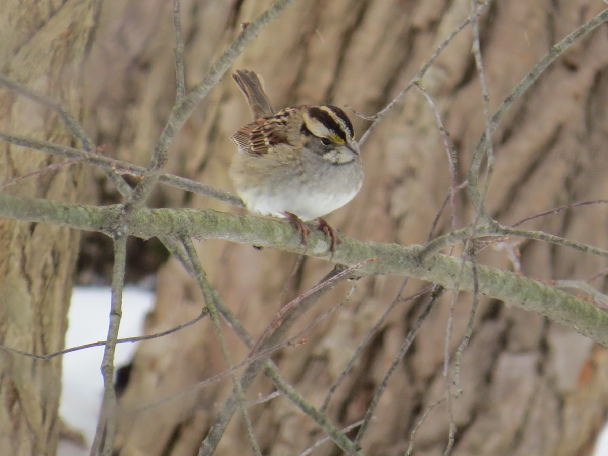 White-throated Sparrow - Ethan Maynard