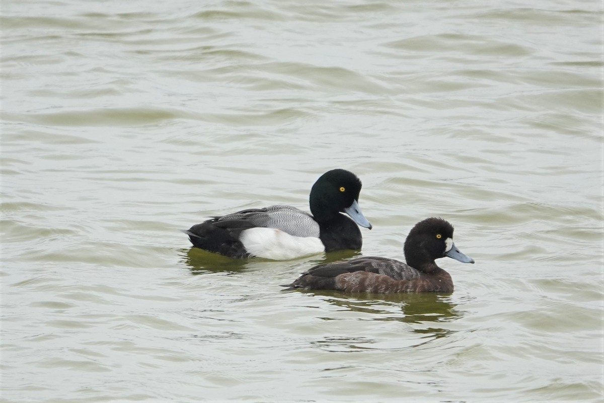 Greater Scaup - 志民 蘇