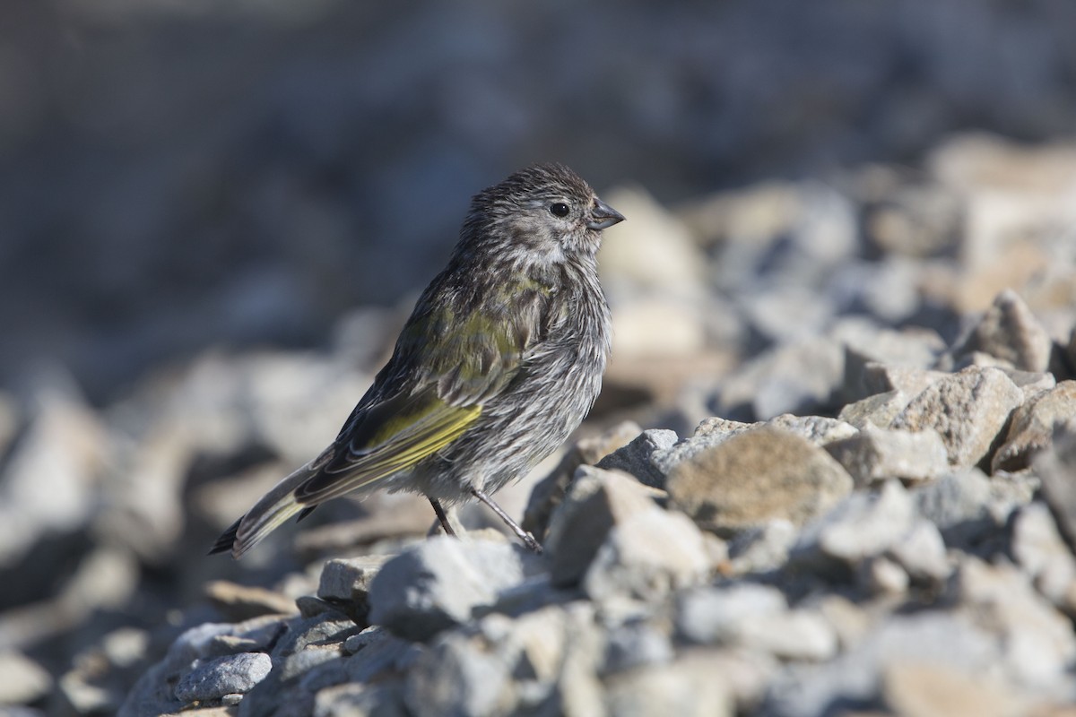 White-bridled Finch - ML414985581