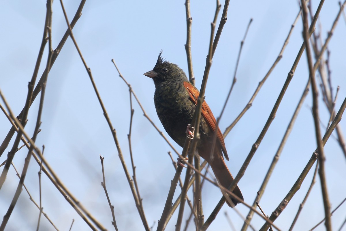 Crested Bunting - ML414988451