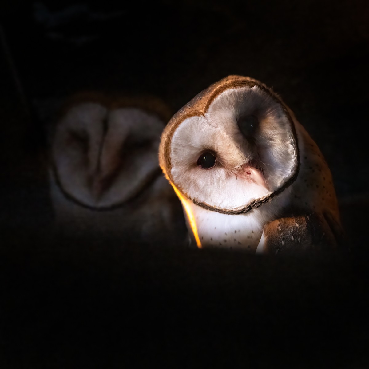 アメリカメンフクロウ - ML414988991