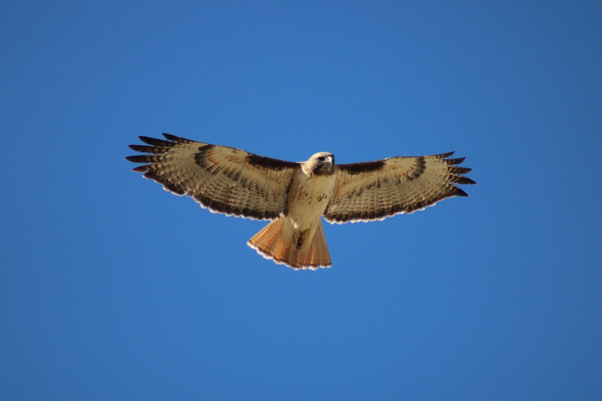 Red-tailed Hawk - ML414989321