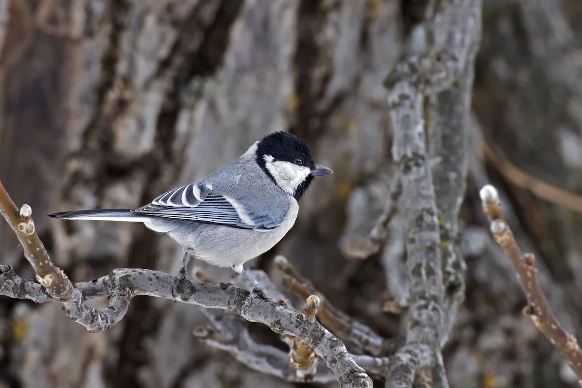 Asian Tit (Cinereous) - ML414989971