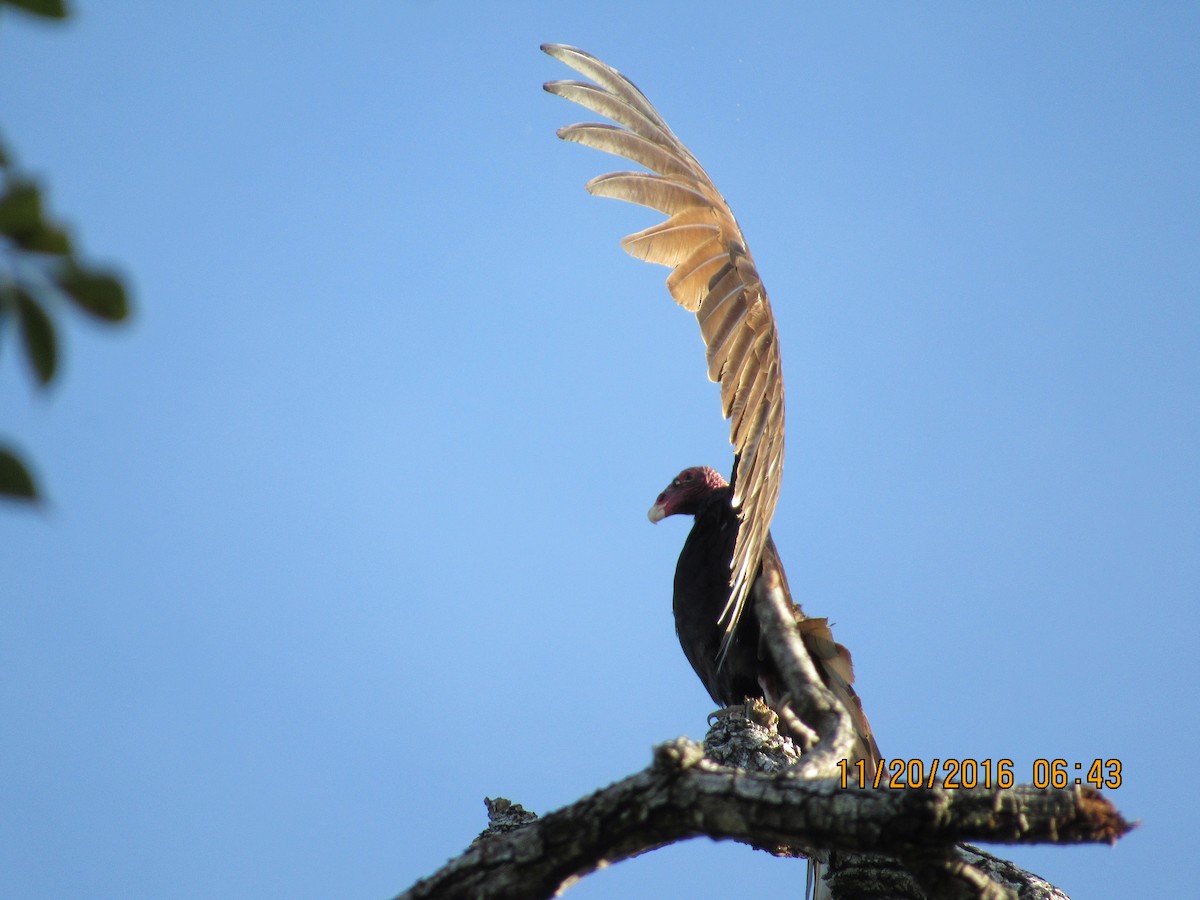 Turkey Vulture - ML41499121