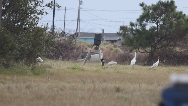 Whooping Crane - ML414991411