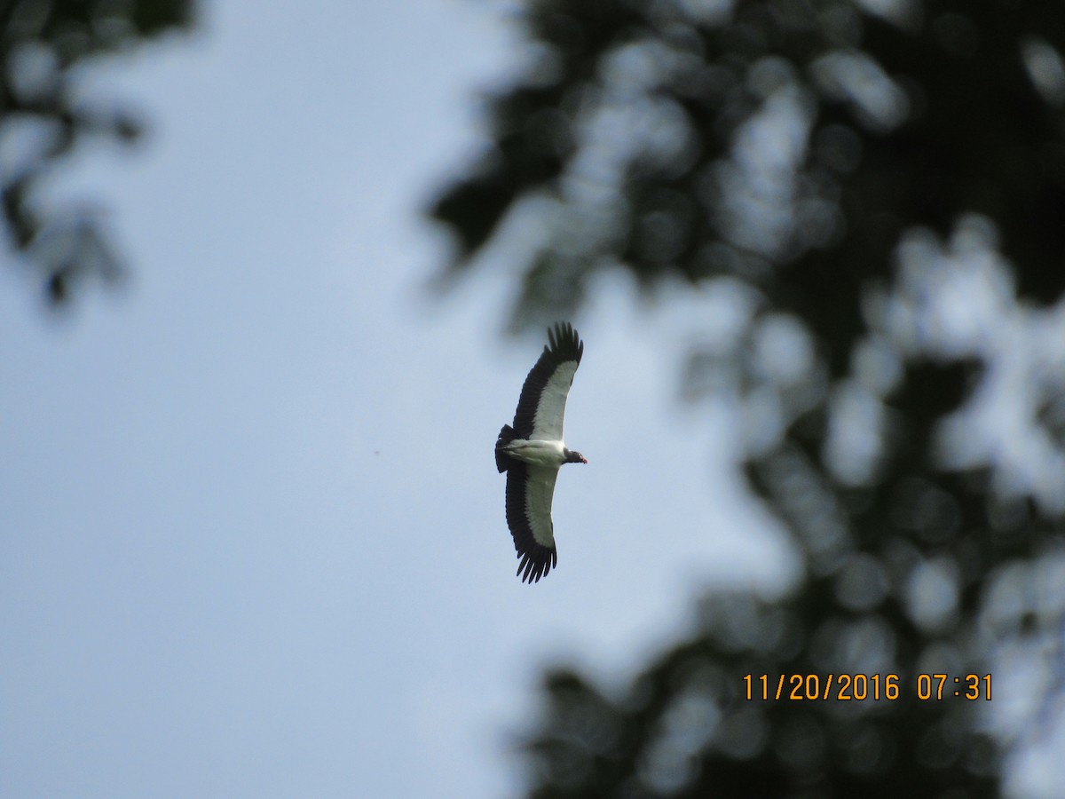 King Vulture - ML41499191