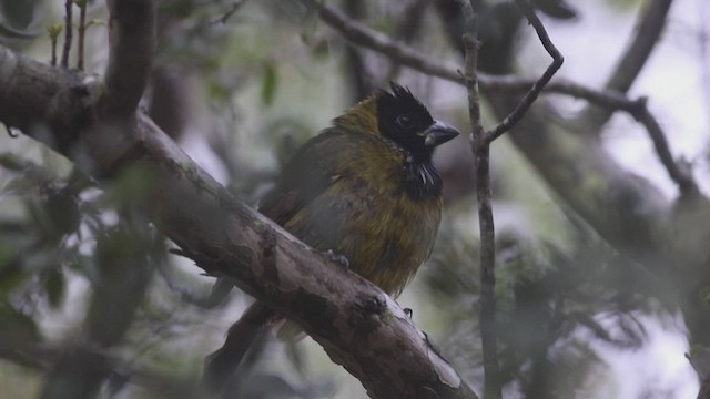 Crimson-collared Grosbeak - ML414991931