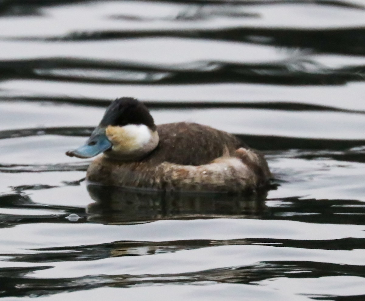 Ruddy Duck - Heather Rowan