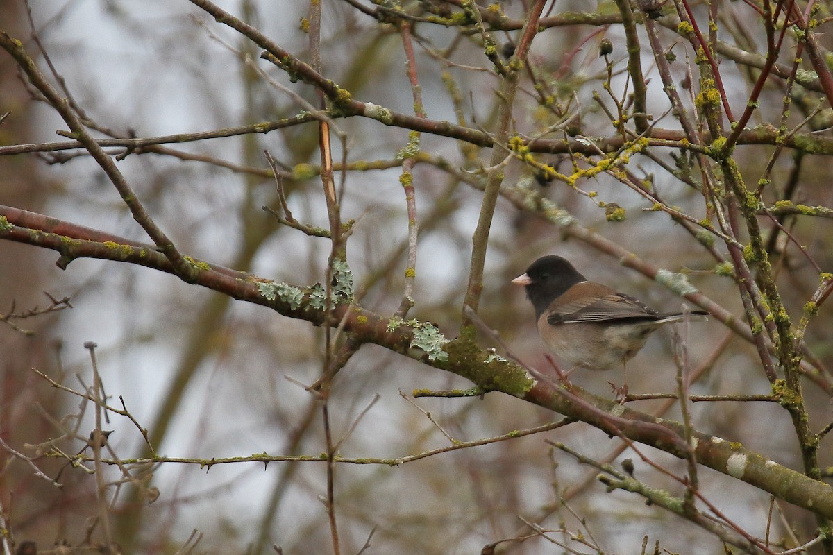 Dark-eyed Junco (Oregon) - ML414994411