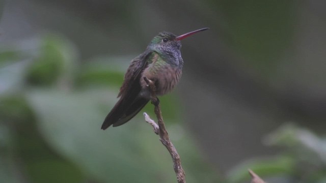 kolibřík yukatanský (ssp. cerviniventris/chalconota) - ML414994861