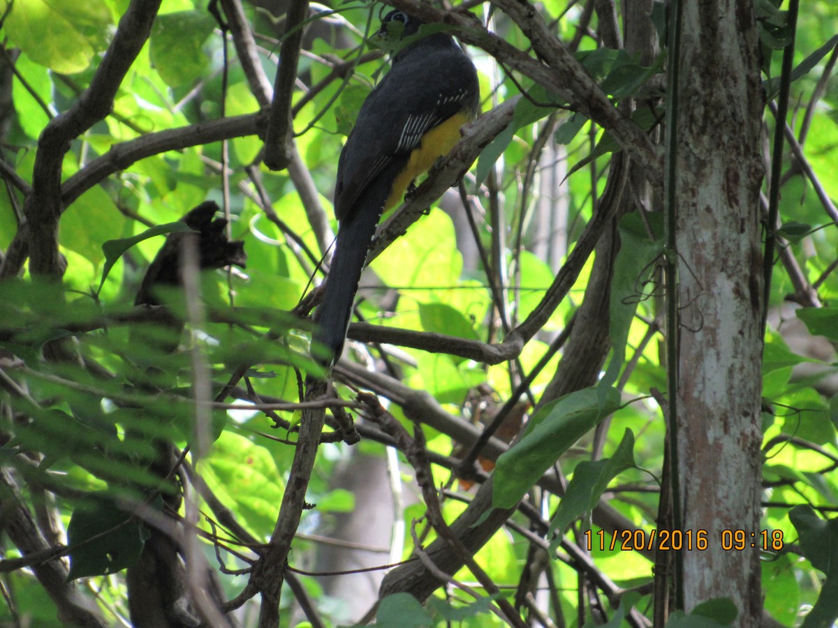 Black-headed Trogon - ML41499501