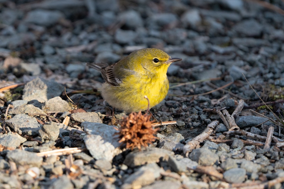Pine Warbler - ML414995311