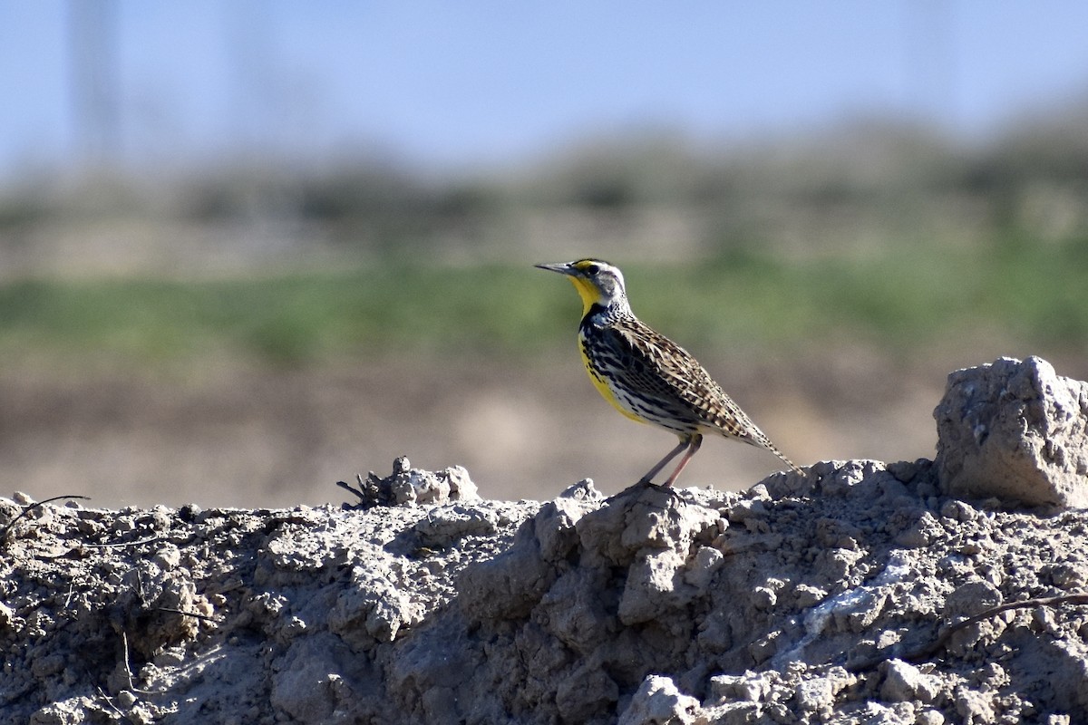 Western Meadowlark - ML414996221