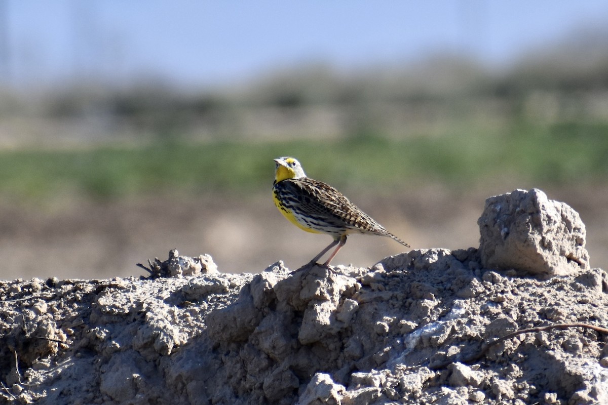 Western Meadowlark - ML414996251