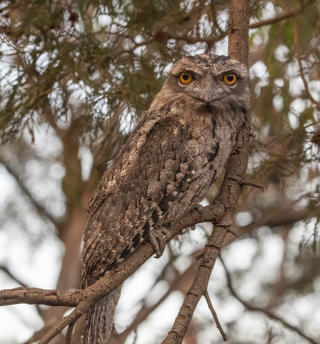 Tawny Frogmouth - Melissa Nicholas