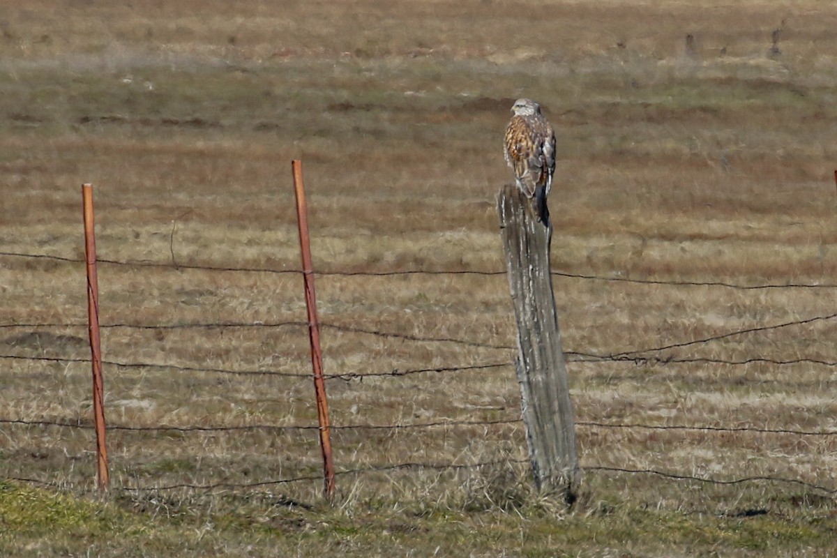 Ferruginous Hawk - ML414997611