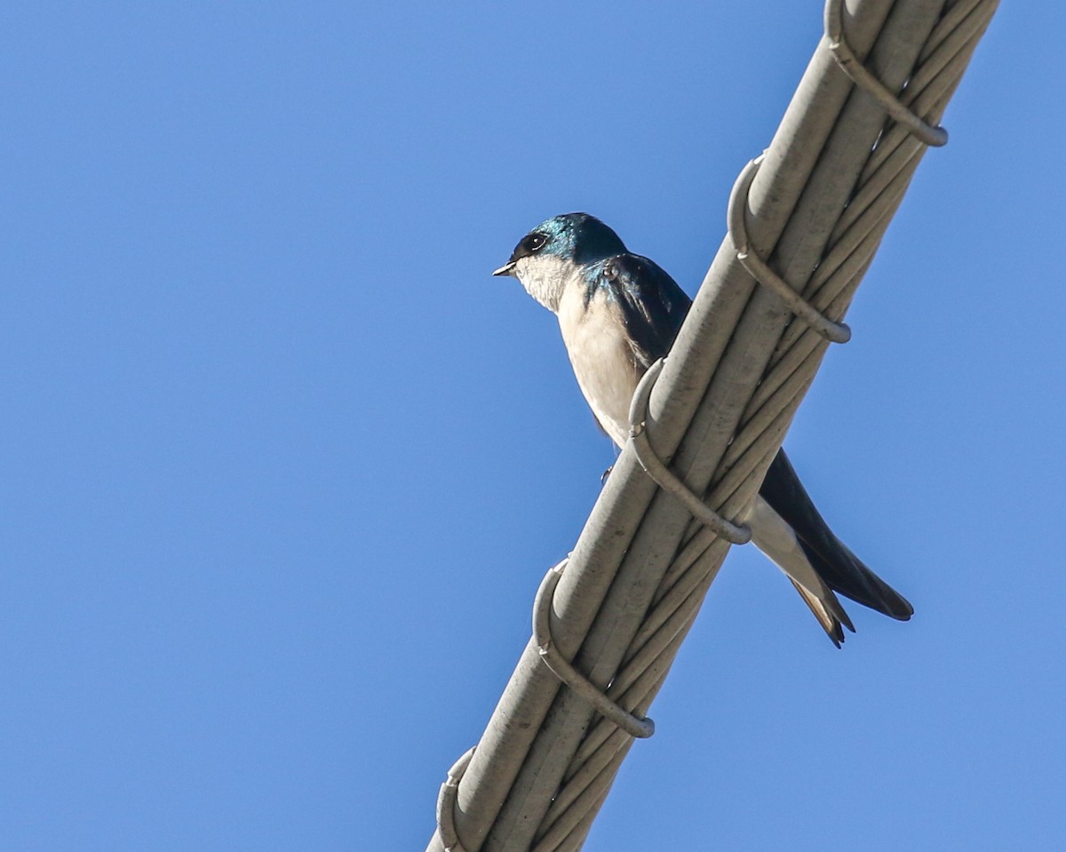 Tree Swallow - ML414997621