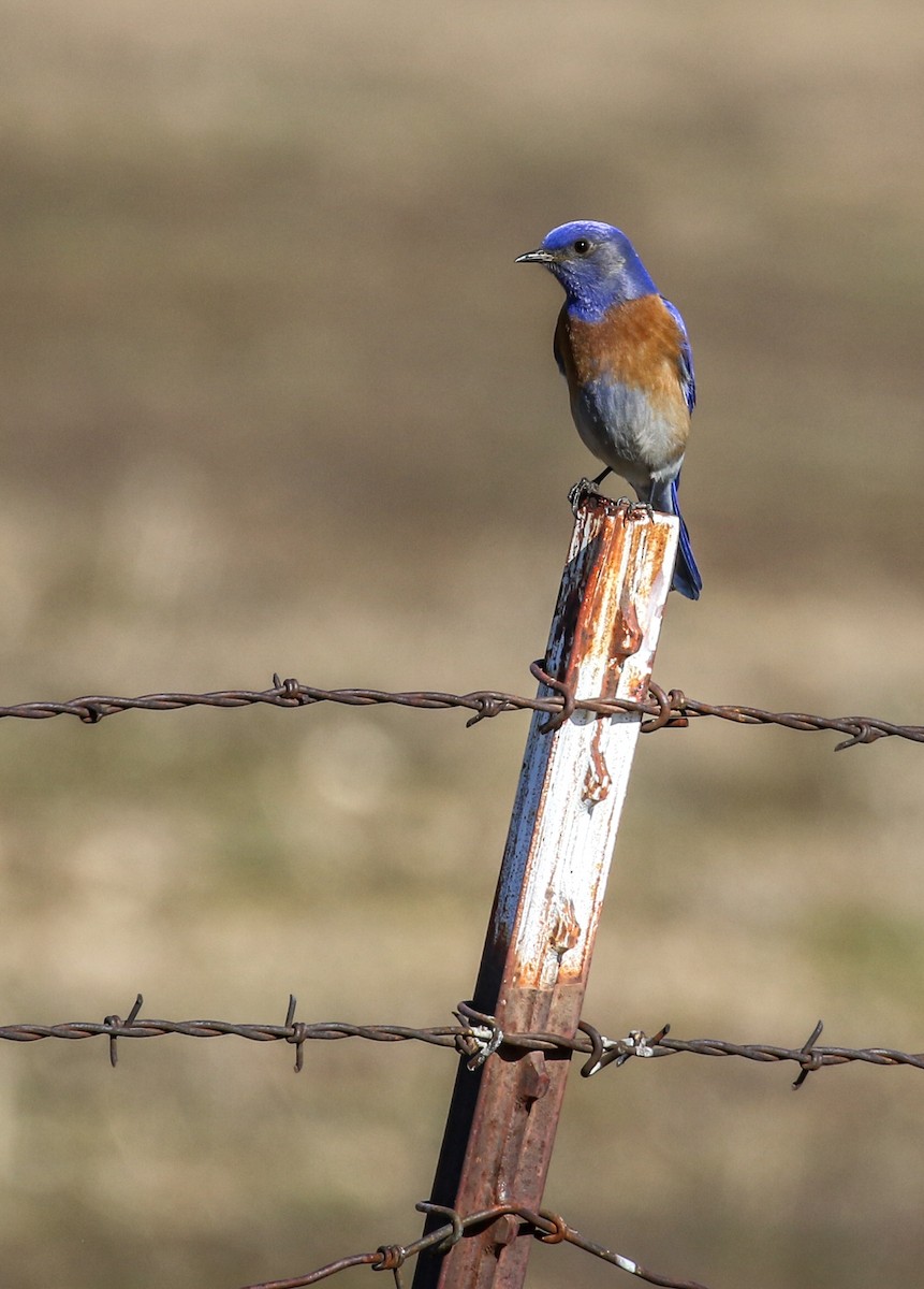 Western Bluebird - ML414997771