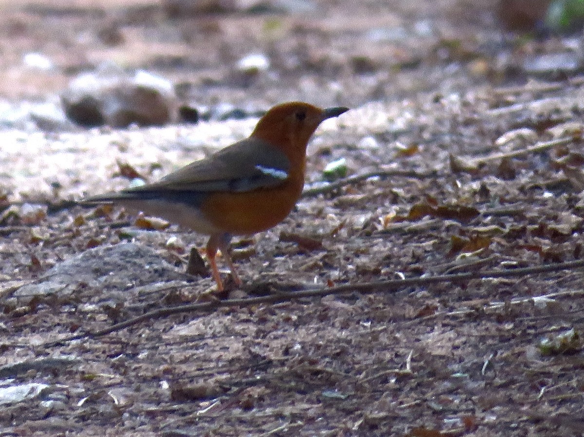 Orange-headed Thrush - ML414998311