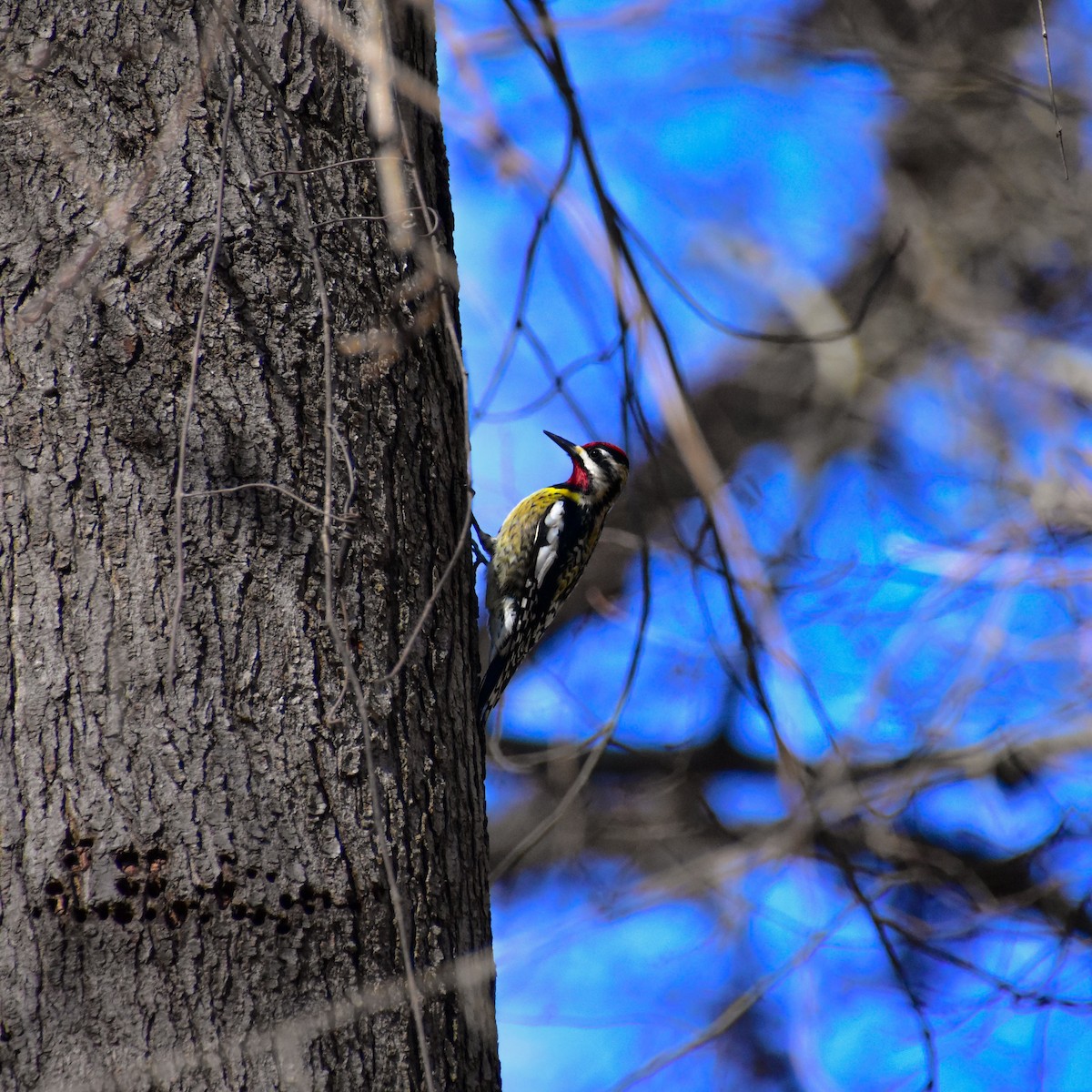 Yellow-bellied Sapsucker - ML414998491