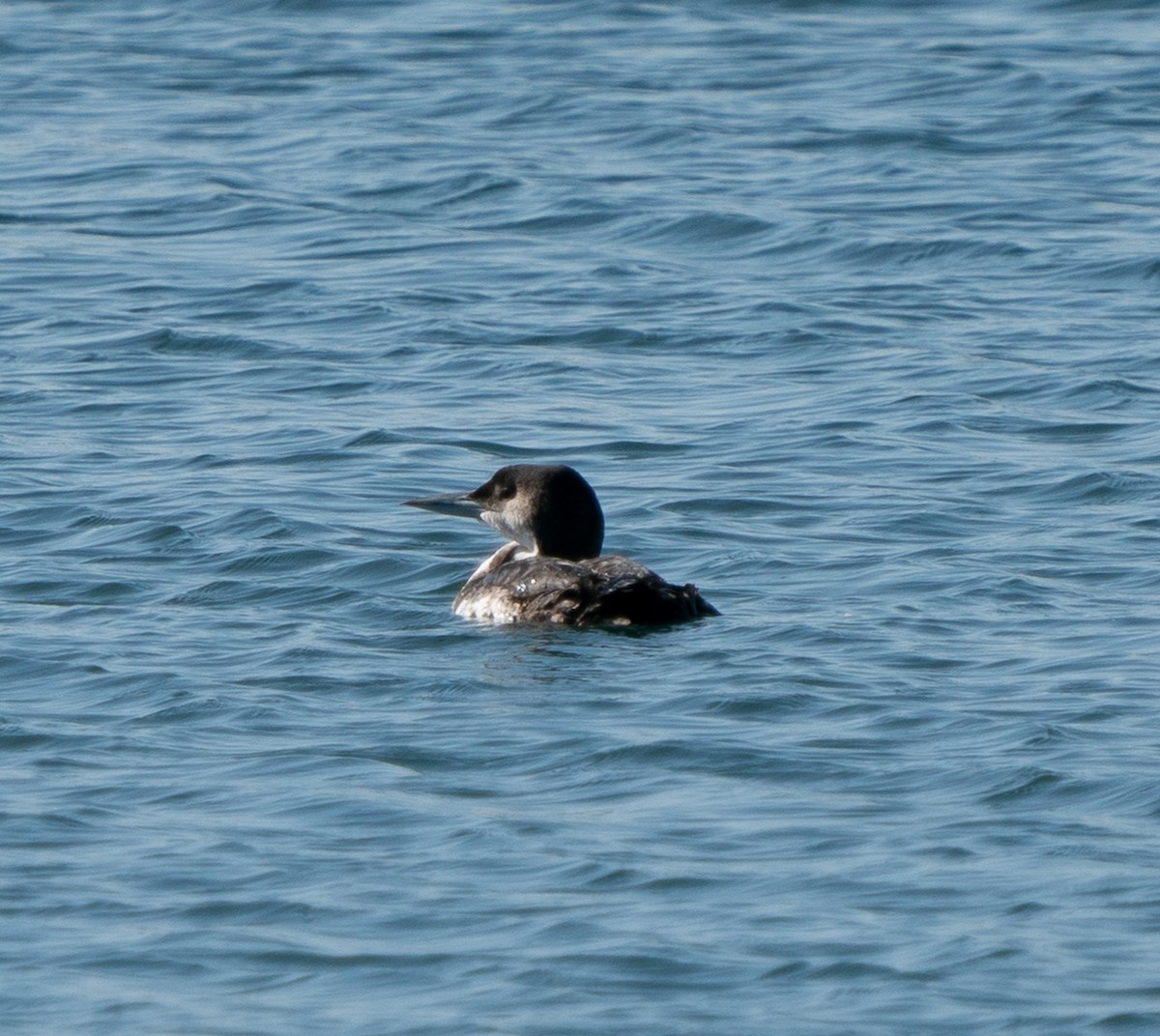 Common Loon - ML415000801