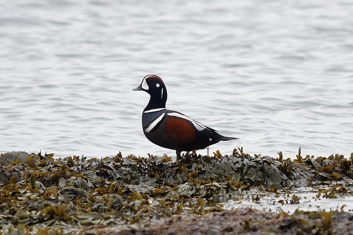 Harlequin Duck - Caileigh Kirkby