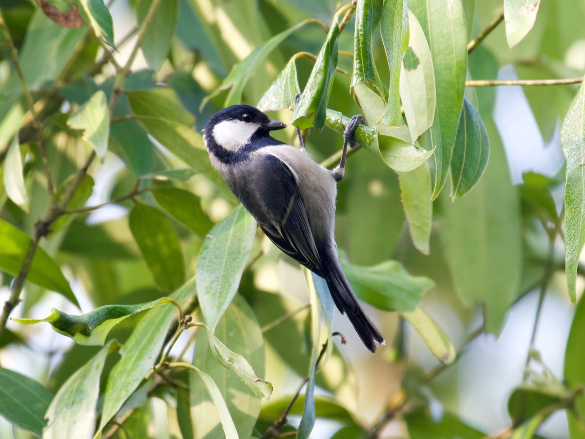 Cinereous Tit - ML415001541