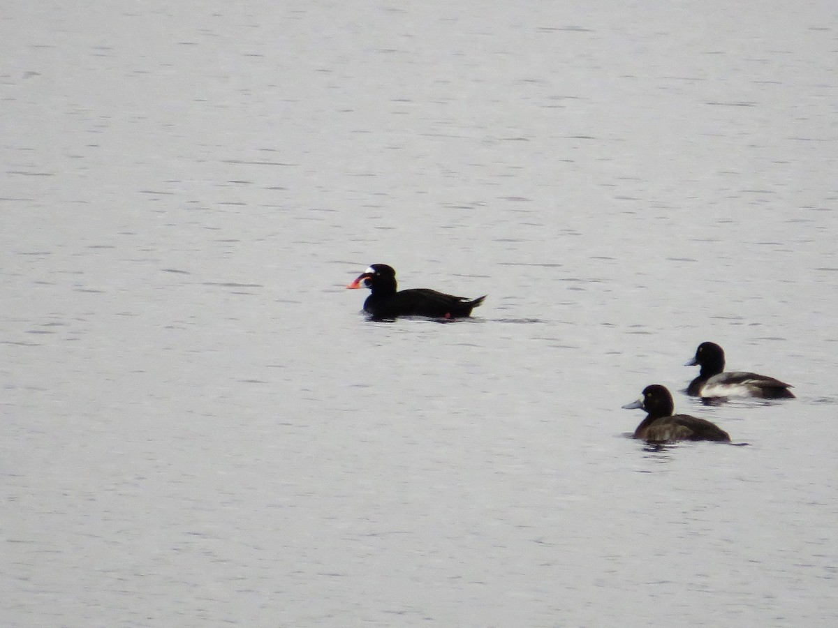 Surf Scoter - ML415002211