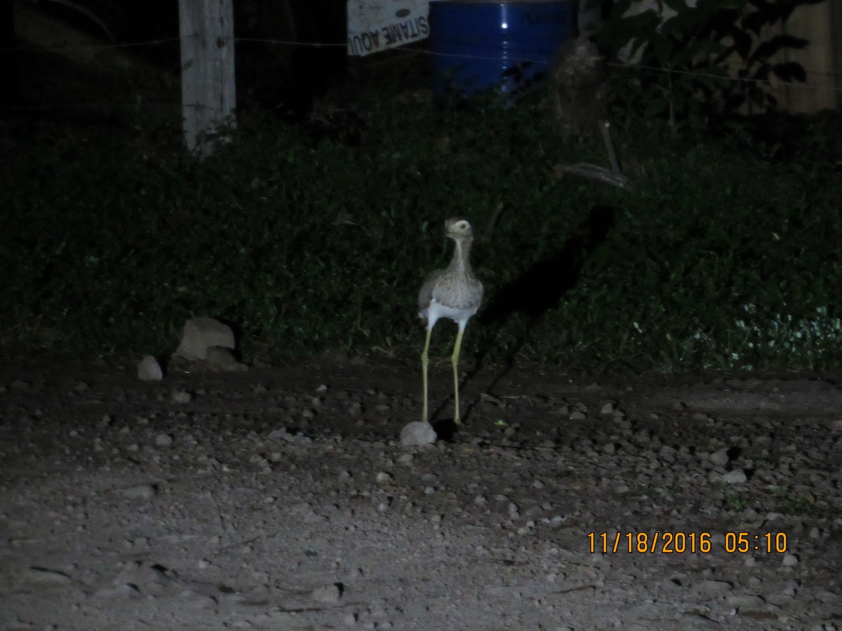 Double-striped Thick-knee - ML41500331