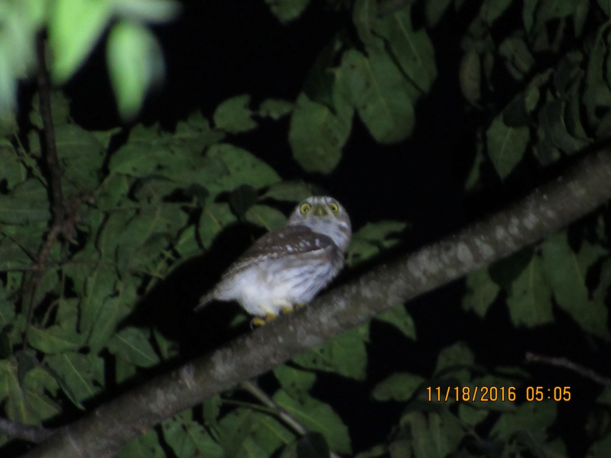 Ferruginous Pygmy-Owl - ML41500431
