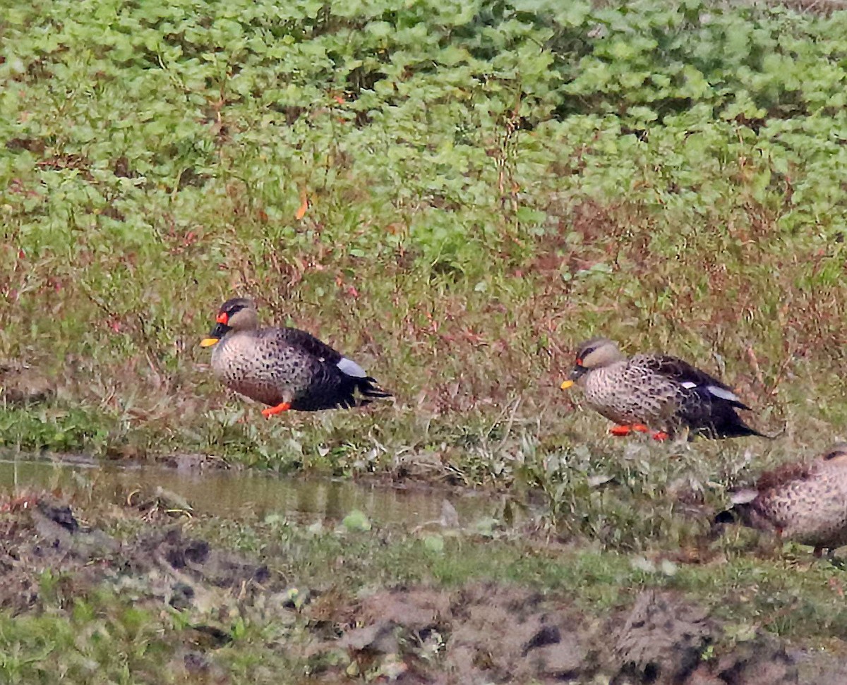 Indian Spot-billed Duck - ML415005151