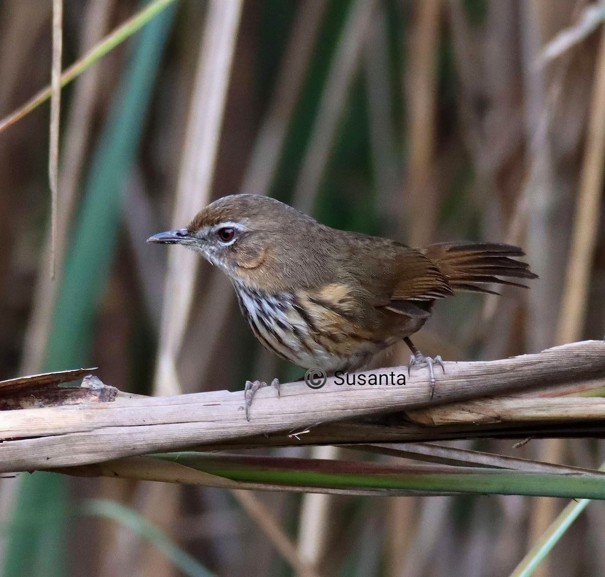 Marsh Babbler - SUSANTA MUKHERJEE