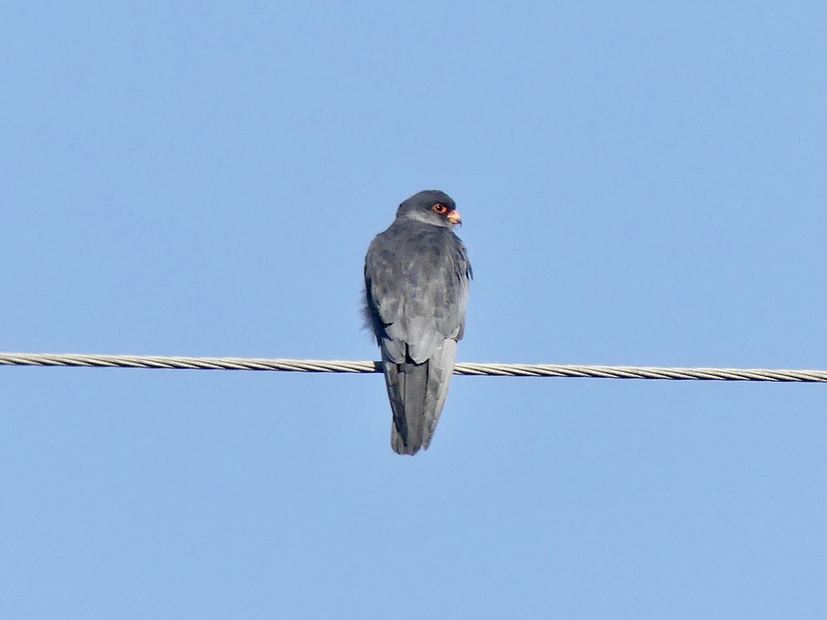 Amur Falcon - ML415005581