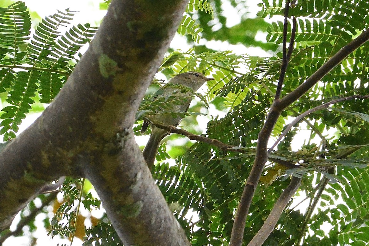 Japanese Bush Warbler - Barry Blust