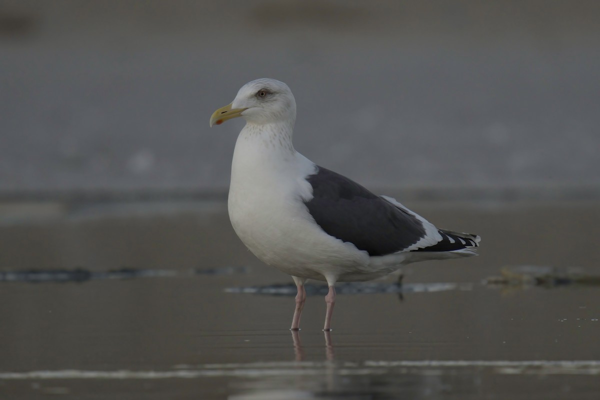 Slaty-backed Gull - Mark Wilson