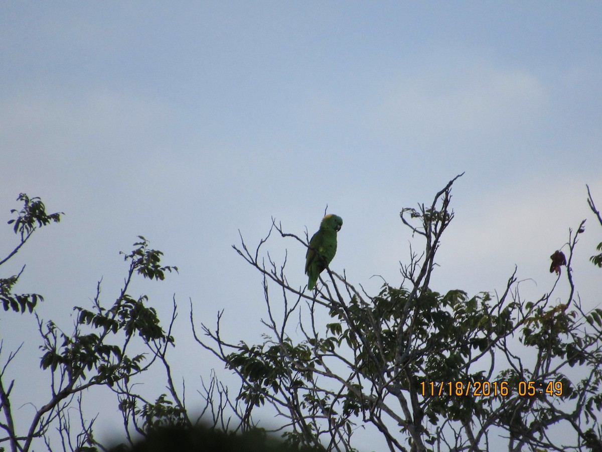 Yellow-naped Parrot - ML41500641