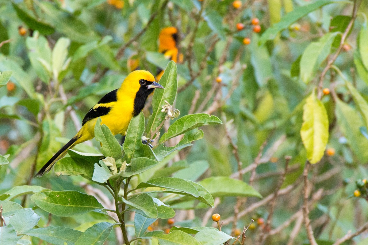 Yellow-tailed Oriole - Jean-Sébastien Guénette