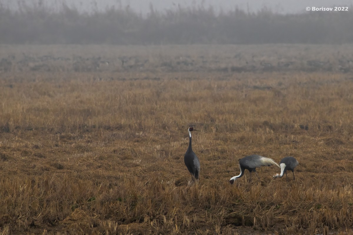 White-naped Crane - ML415007151