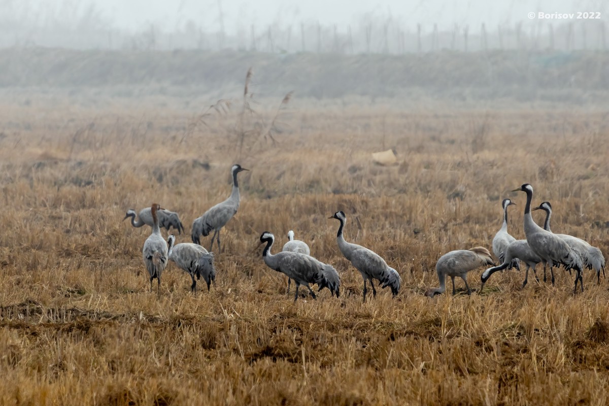 Grulla Común - ML415007231