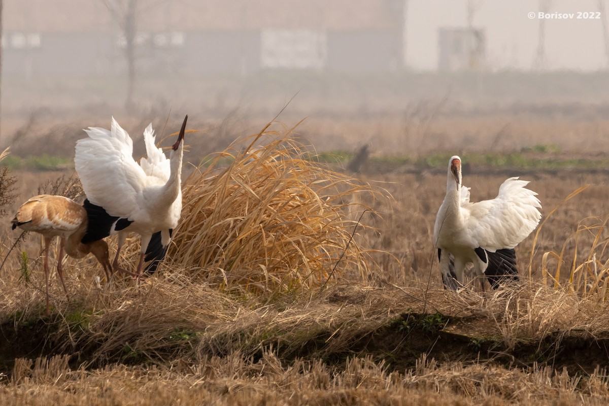 Siberian Crane - ML415007361