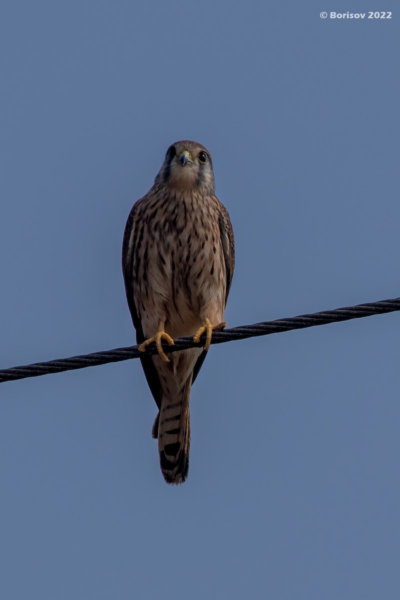 Eurasian Kestrel - ML415007371