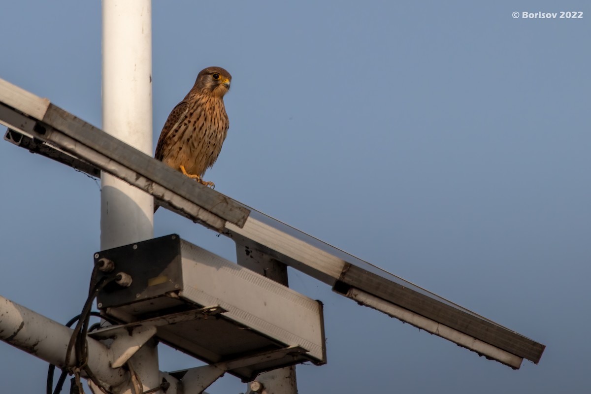 Eurasian Kestrel - ML415007381