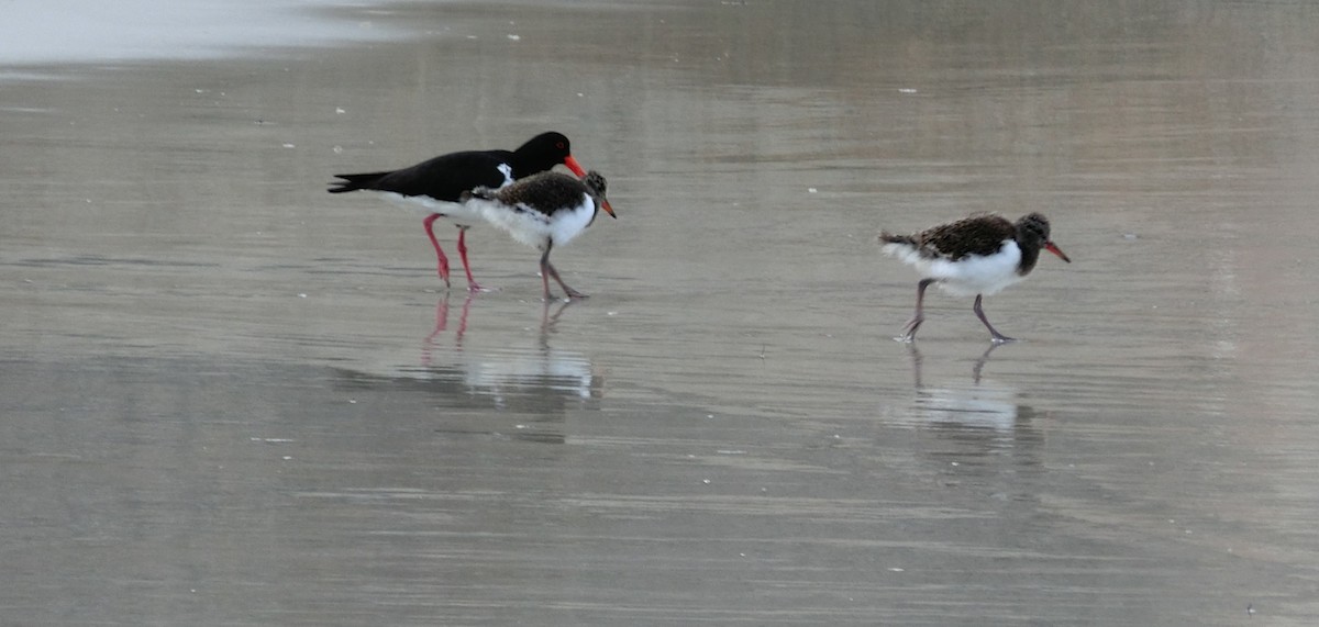Pied Oystercatcher - ML415007551