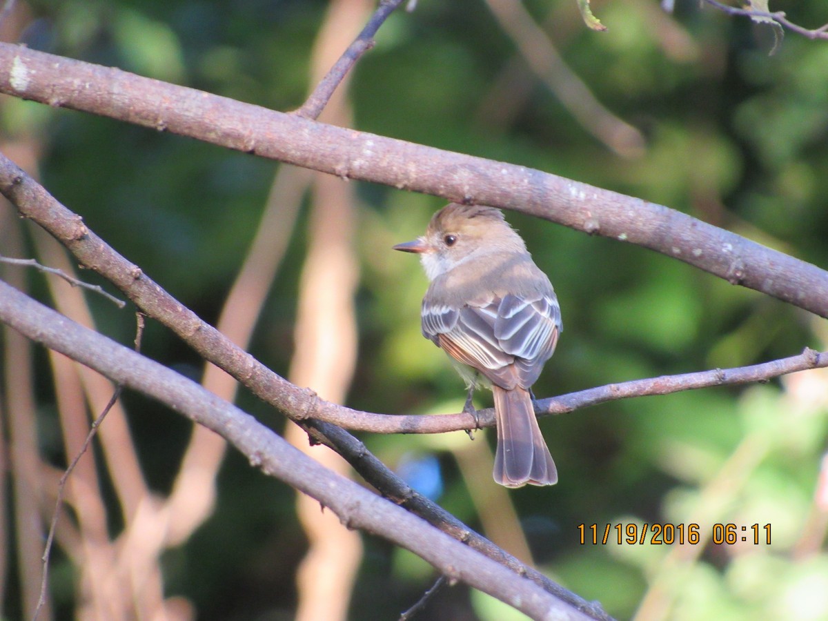 Great Crested Flycatcher - ML41500771