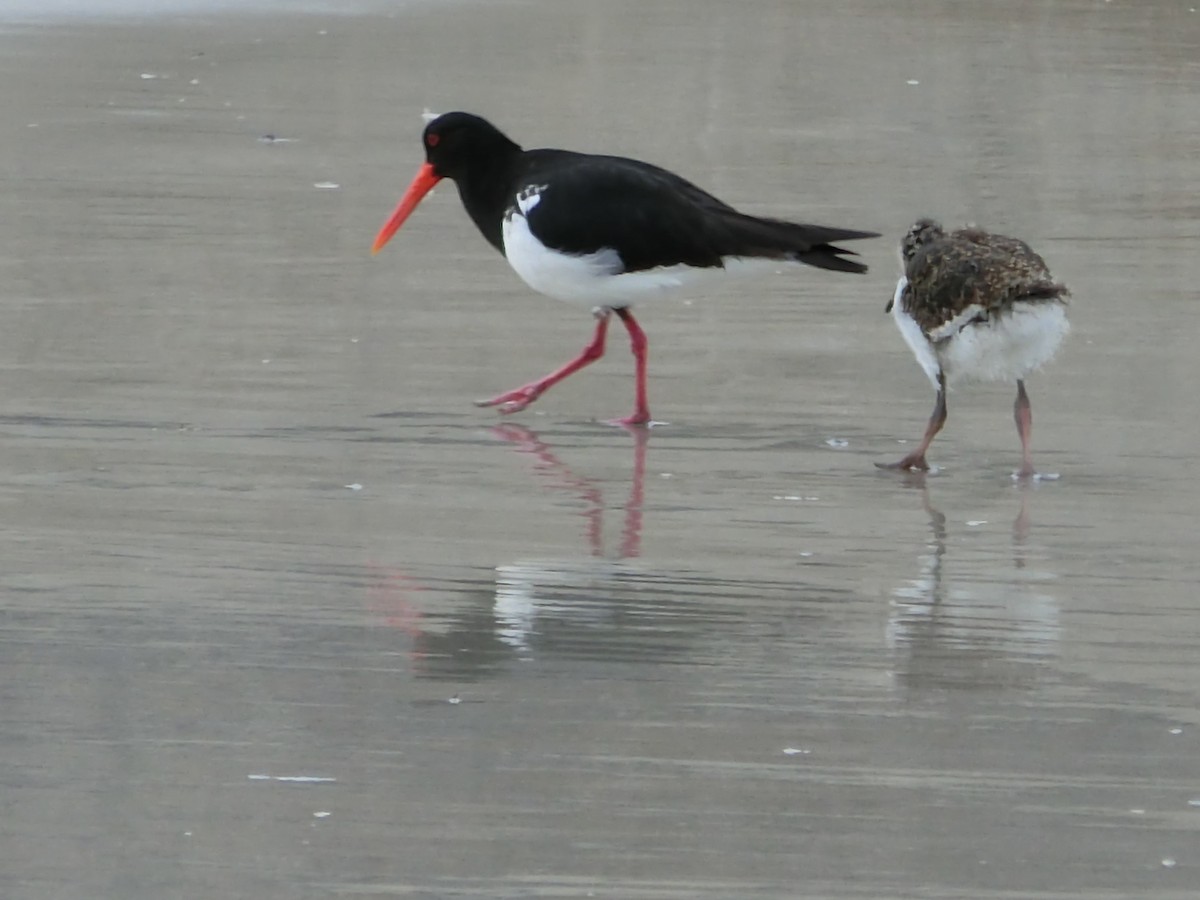 Pied Oystercatcher - ML415007711