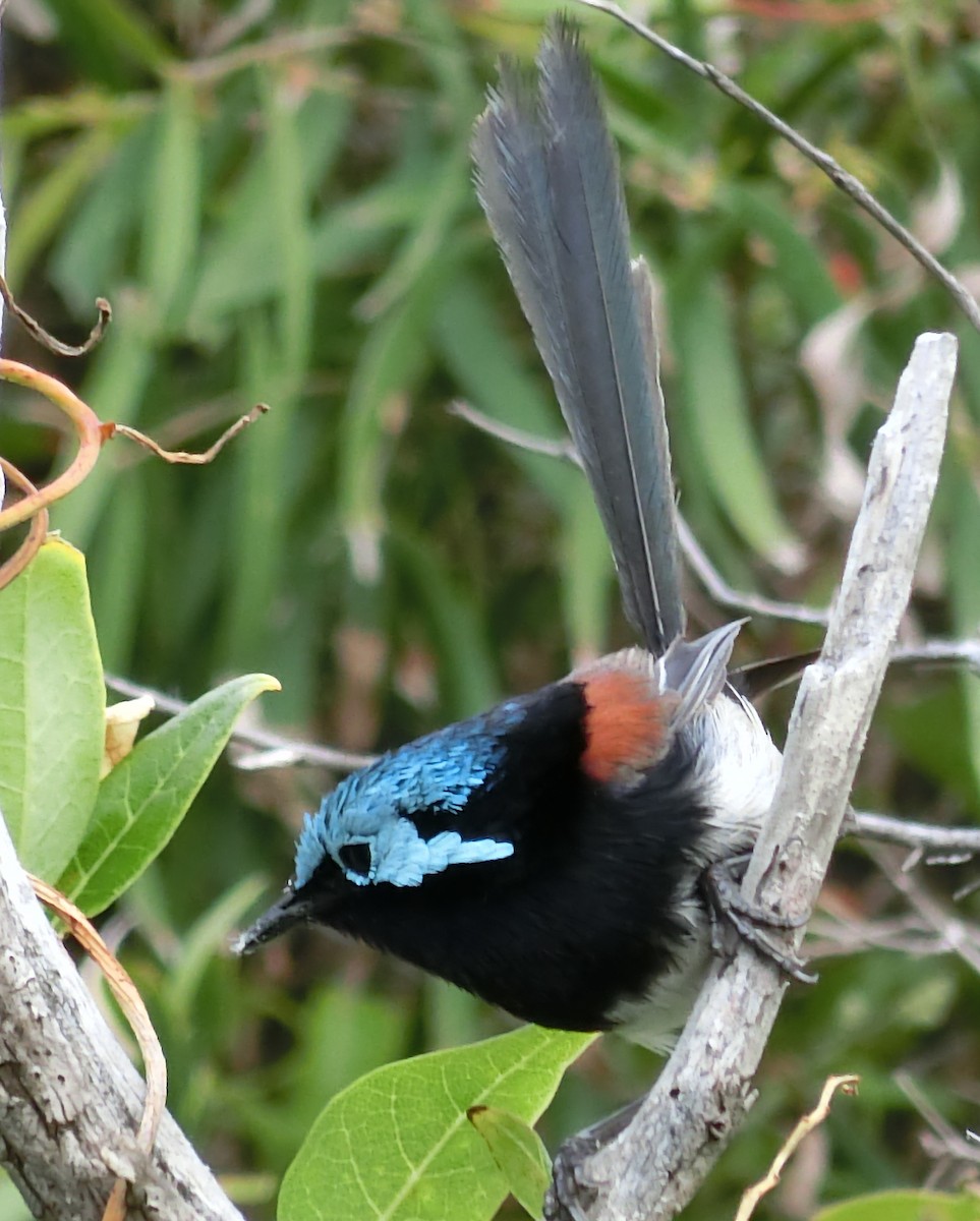 Red-winged Fairywren - ML415007871